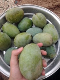 تصویر ترشی انبه سبز 