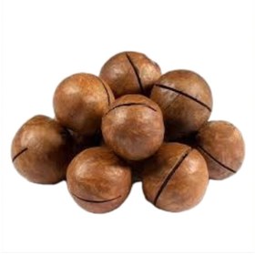 تصویر دانه ماکادمیا 