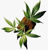 تصویر علف های هـرز 