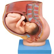 تصویر مولاژ حمالگی نمایش جنین 9 ماه در رحم 
