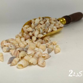 تصویر صدف وارداتی 