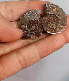 تصویر فسیل آمونیت طبیعی 