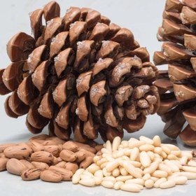 تصویر مغز جلغوزه 100 گرمی 