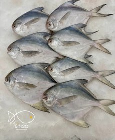 تصویر ماهی حلوا سفید 