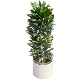 تصویر گلدان دراسینا بزرگ 