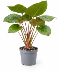 تصویر هومالومنا مگی 