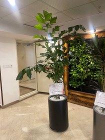 تصویر نخل فیش تیل 