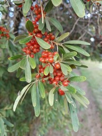 تصویر نهال سیلوربری (انگور ژاپنی) ۲ ساله Silverberry plant