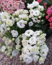 تصویر گل کالانکوئه Kalanchoe