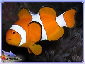 تصویر دلقک ماهی اسلاریس Ocellaris 