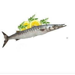 تصویر ماهی شیر نیزه ای خلیج (کوتر دم زرد) 