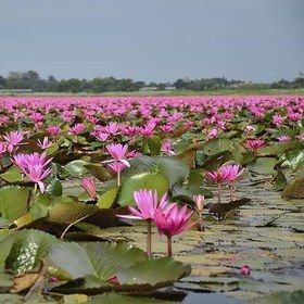 تصویر بذر گل نیلوفر آبی 