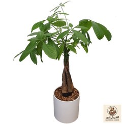 تصویر گیاه طبیعی پاچیرا مدل تزئینی بافت | کد: ZNB-3UC 