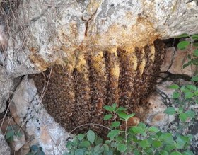 تصویر عسل وحشی و درمانی صخره ای 