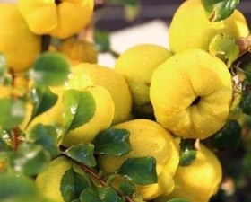 تصویر نهال به پایه رویشی 