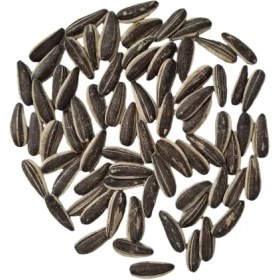 تصویر تخمه ساده 