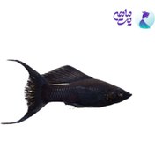 تصویر ماهی مولی دم عقربی مشکی جفتی ۳ تا ۵ سانت 