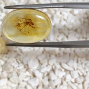تصویر نگین کهربا فسیلی حشره دار طبیعی بالتیک 