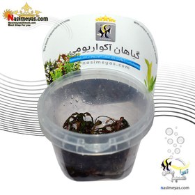 تصویر گیاه هیگروفیلا پیناتیفیدا آکواریوم پلنت کد 655 hygrophila pinnatifida aquarium plant