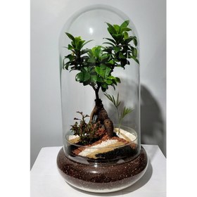 تصویر تراریوم بونسای فیکوس رتوزا مدل 01 