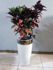 تصویر گیاه کروتن آکوبا با گلدان سفالی لوکس لبه استیل 