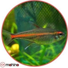 تصویر ماهی تترا گلولایت - 2 تا 3 سانتی متر 