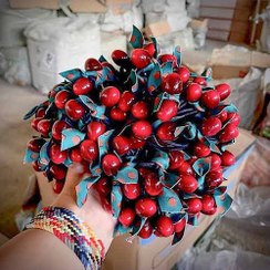 تصویر کش مو گیلاسی 