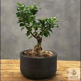 تصویر گیاه بونسای پیوندی کد 2 | کد: ZNB-1BV9 