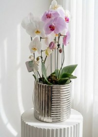 تصویر مجموعه سه تایی ارکیده کد 7010 