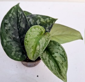 تصویر پک ۵ عددی پوتوس ببری 