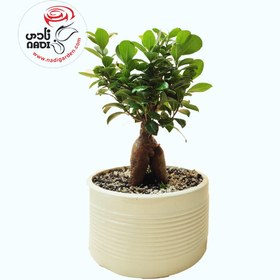 تصویر قیمت بونسای 213 