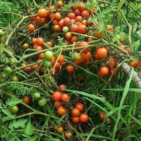 تصویر گوجه فرنگی محلی(1 کیلویی) 