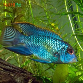 تصویر ماهی سیچلاید بلو آکارا 