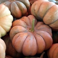 تصویر کدو حلوایی شیرین ،آستانه اشرفیه کیلویی 