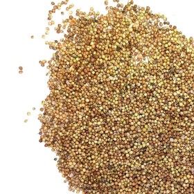 تصویر تخم گشنیز 