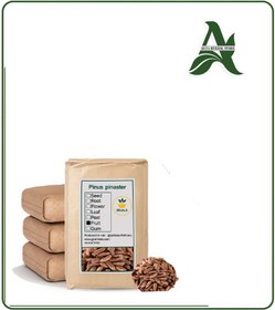 تصویر چلغوز (دانه کاج) خام فله 