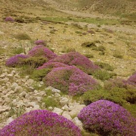 تصویر عسل گون - یک کیلوگرم 