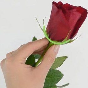 تصویر سفارش آنلاین گل رز شاخه ای 
