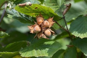 تصویر نهال فندق بذری 