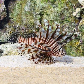 تصویر خروس ماهی ولیتان Volitan Lionfish