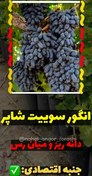 تصویر نهال انگور Moondrope grape