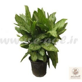 تصویر گلدان گل آگلونما | کد: ZNB-155C 