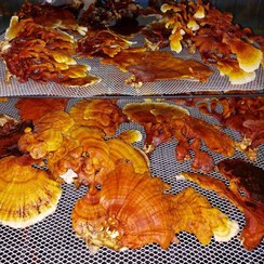 تصویر قارچ گانودرما بسته 100 گرمی Ganoderma mushroom package 100 grams