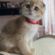 تصویر بچه گربه اسکاتیش گلد کد 23 