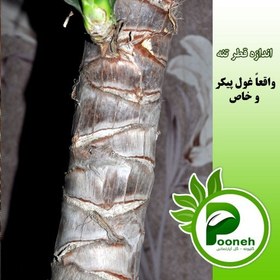 تصویر بونسای یوکا تنه دار زیبا و پر ریشه و سر حال و خاص 