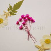 تصویر گل خشک بابونه وحشی سرخابی 