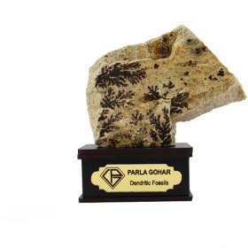 تصویر سنگ شجر فسیلی (دندریتی ) کد 2357 