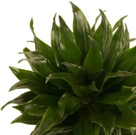 تصویر گلدان دراسینا 