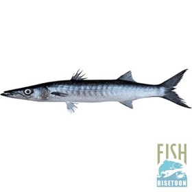 تصویر ماهی کوتر -کامل 