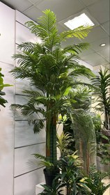 تصویر درختچه کنتیا 5 تنه 